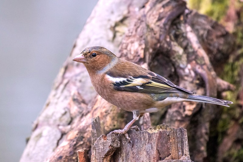 Male chaffinch on a tree by the lake at Barnwell