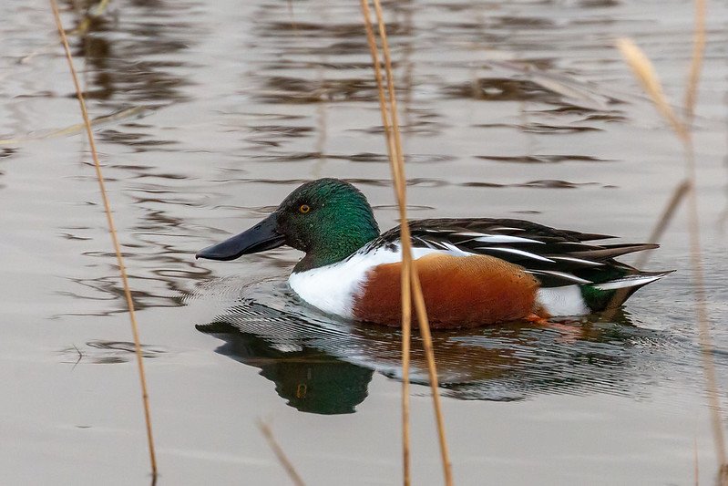 A male shoveler among reeds, with green head, white chest, chestnut flanks and a broad spoon-shaped bill