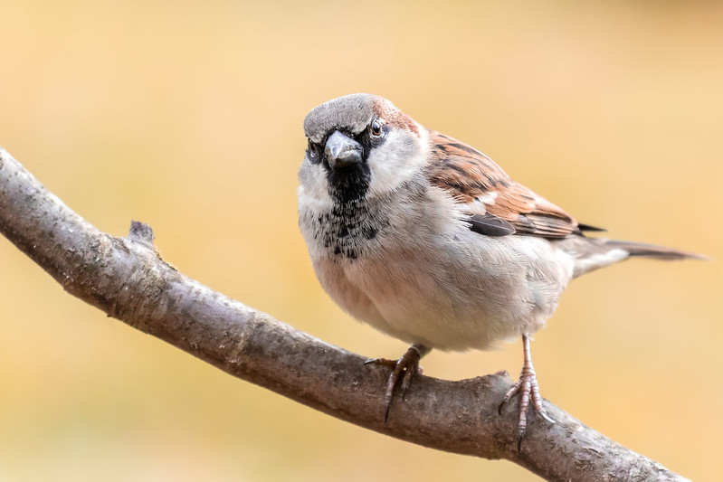 A male house sparrow on a branch, with grey cap, black bib and a short, thick seed-cracking bill