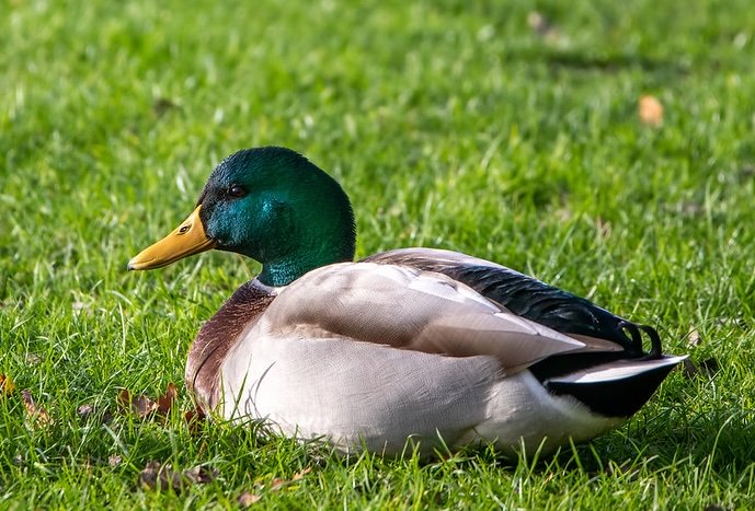 Male Mallard on the grass