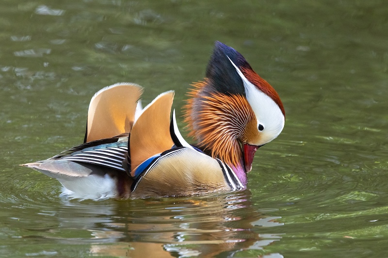 The birght colourful Mandarin drake