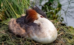 Two great crested grebes performing a courtship dance