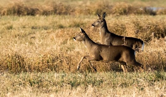 Roe deer at Nene Washes