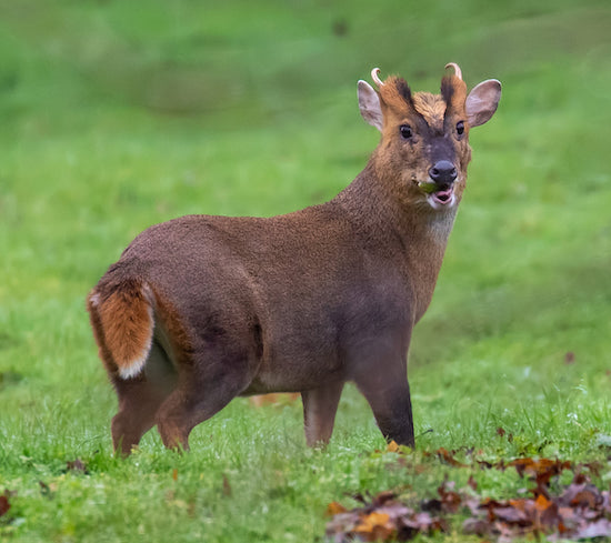 Muntjac Deer