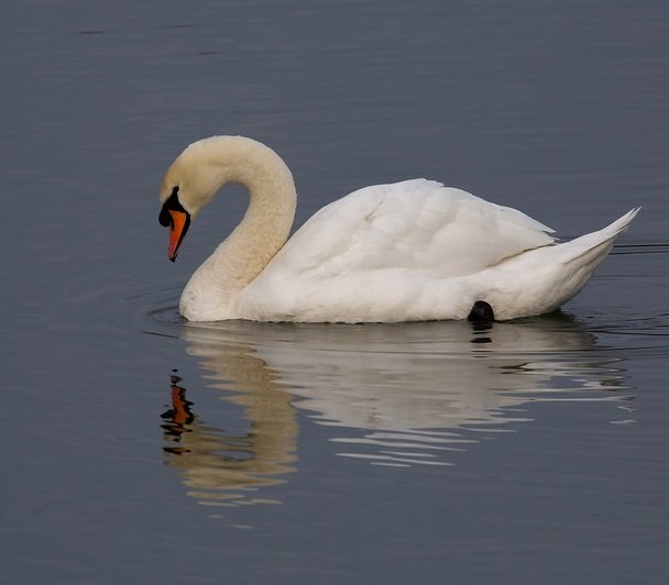 Mute Swan gliding on water with reflection - link to species page.