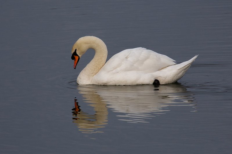 Elegant white Mute Swan gliding on calm water creating a near-perfect reflection.