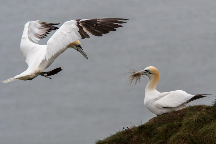 Gannet in flight to the nest where the mate waits with nesting material in its beak Gannet in flight to the nest where the mate waits with nesting material in its beak