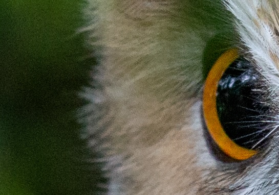 noisy-photo-close-up