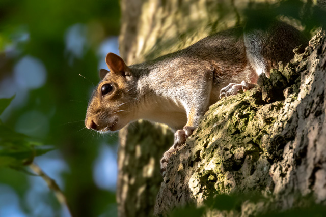 Squirrel in tree