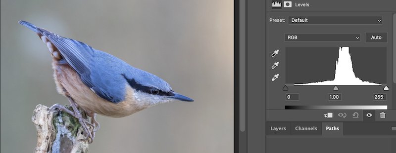 Nuthatch photo alongside its well-distributed histogram shown in Levels panel