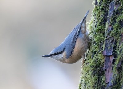 A nuthatch going down a tree headfirst