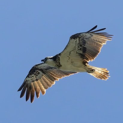 Osprey in flight against a blue sky - link to Rutland Water page.