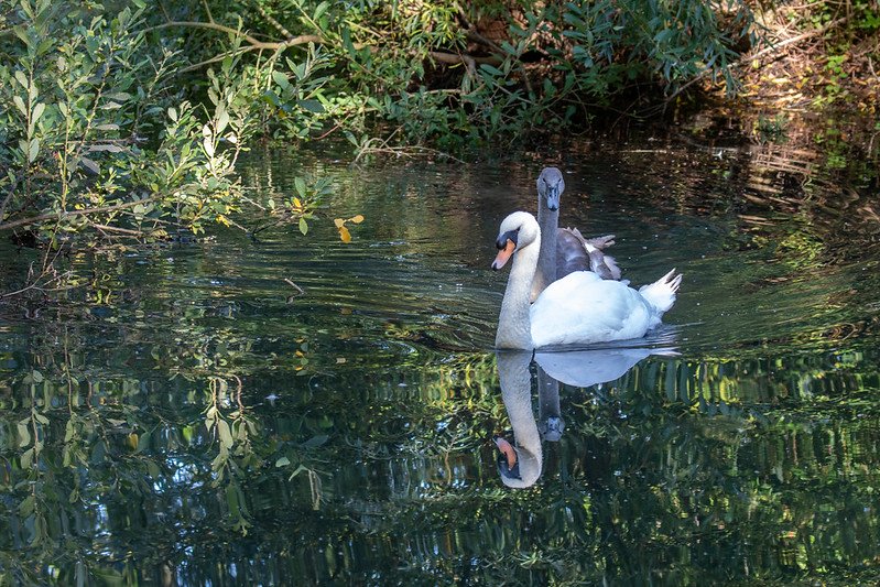 Example photo demonstrating overexposure issues: the white adult Mute Swan lacks feather detail, contrasting with the correctly exposed grey cygnet.