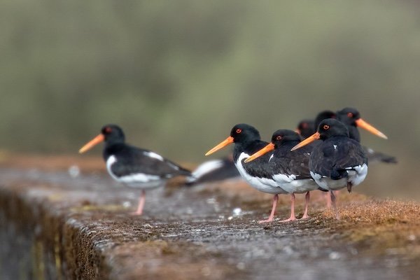 Oystercatchers