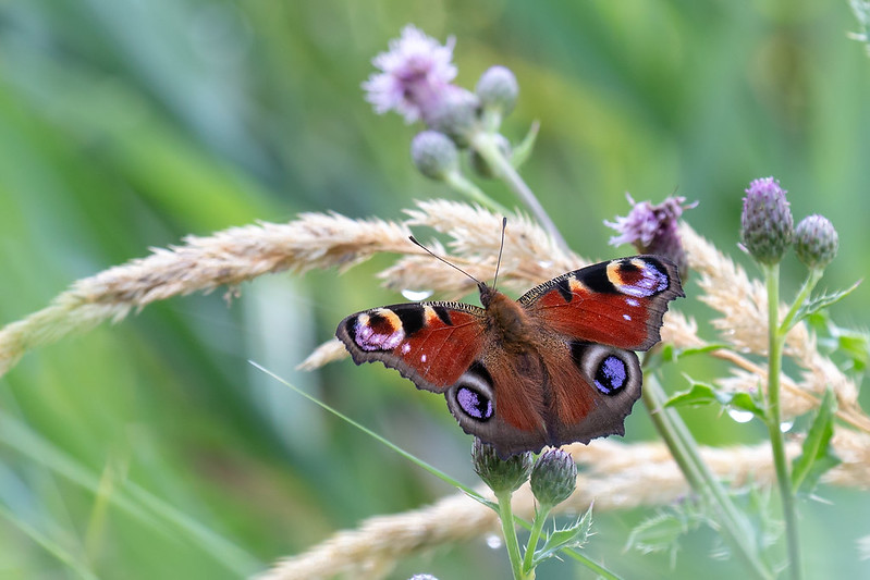 Peacock butterly photo taken with a wide aperture to blur the background
