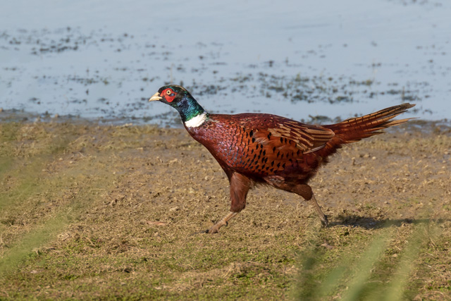 Photo of male Pheasant