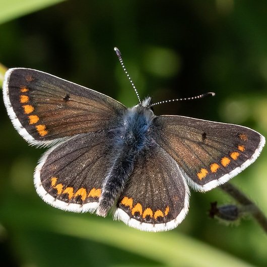 Close-up photo of a Brown Argus butterfly with wings open - link to Butterfly Photography Guide.