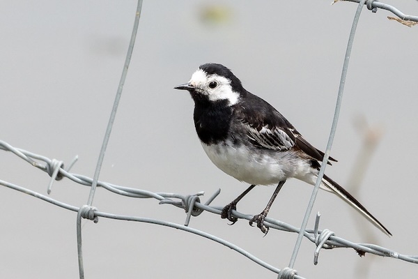 Pied Wagtail on pavement with long tail and black and white markings