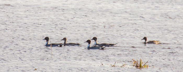 Photo of Pintail Ducks
