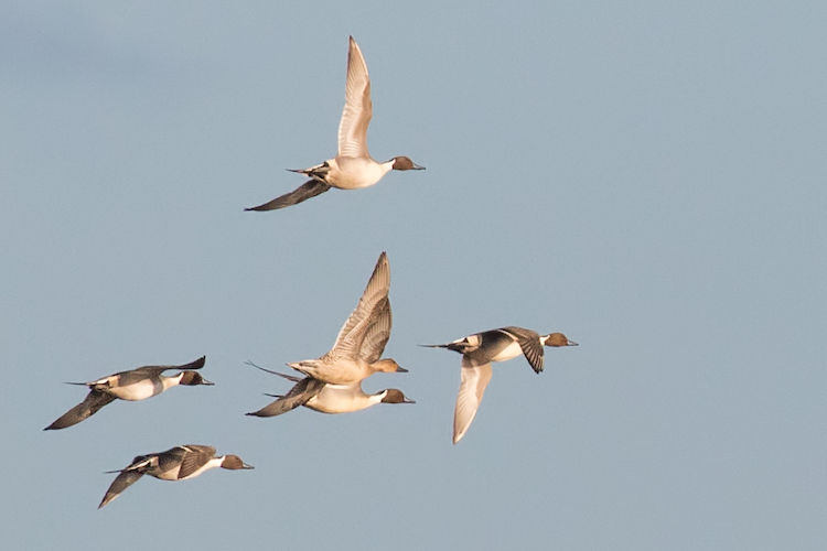 Bird-in-flight photo showing elegant Northern Pintail ducks flying overhead at RSPB Nene Washes in Cambridgeshire