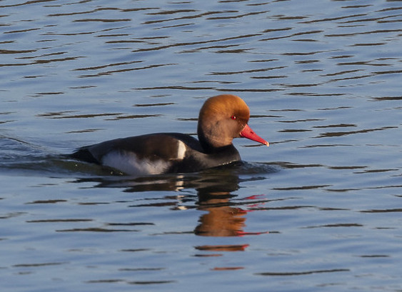 Male Red Crested Pochard with vivid red bill and chestnut head at Pitsford Water Male Red Crested Pochard with vivid red bill and chestnut head at Pitsford Water