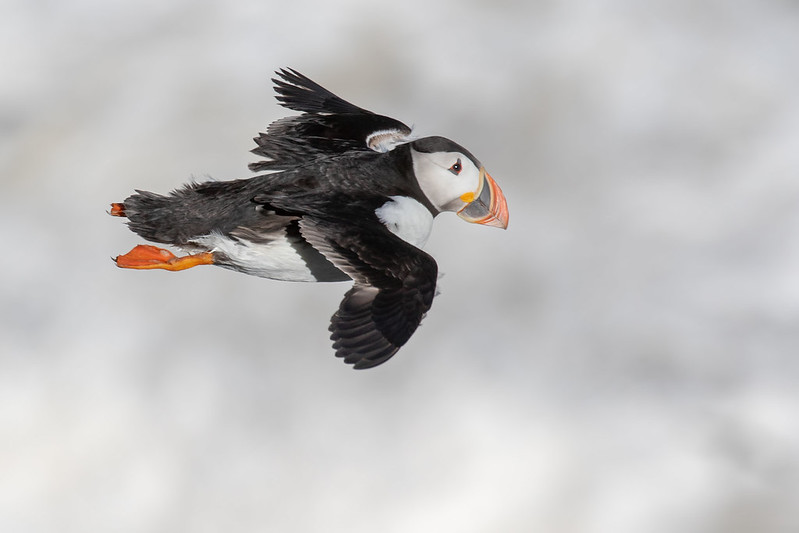 Puffin flying in windy conditions