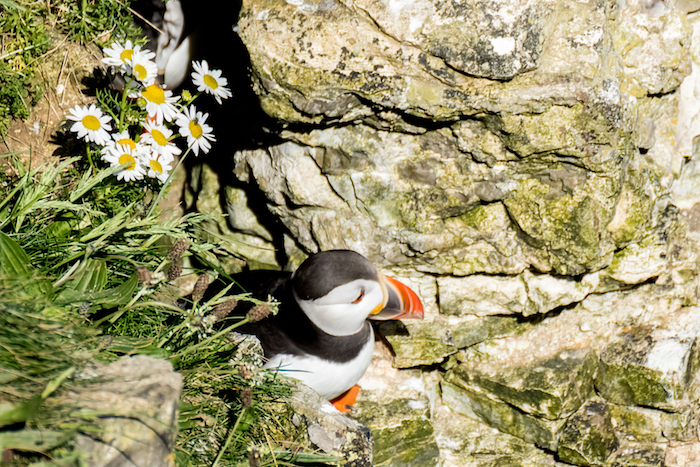 An Atlantic puffin standing near the entrance to its rocky burrow, with white daisies blooming nearby. An Atlantic puffin standing near the entrance to its rocky burrow, with white daisies blooming nearby.
