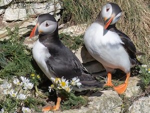 Puffins on a cliff at Bempton