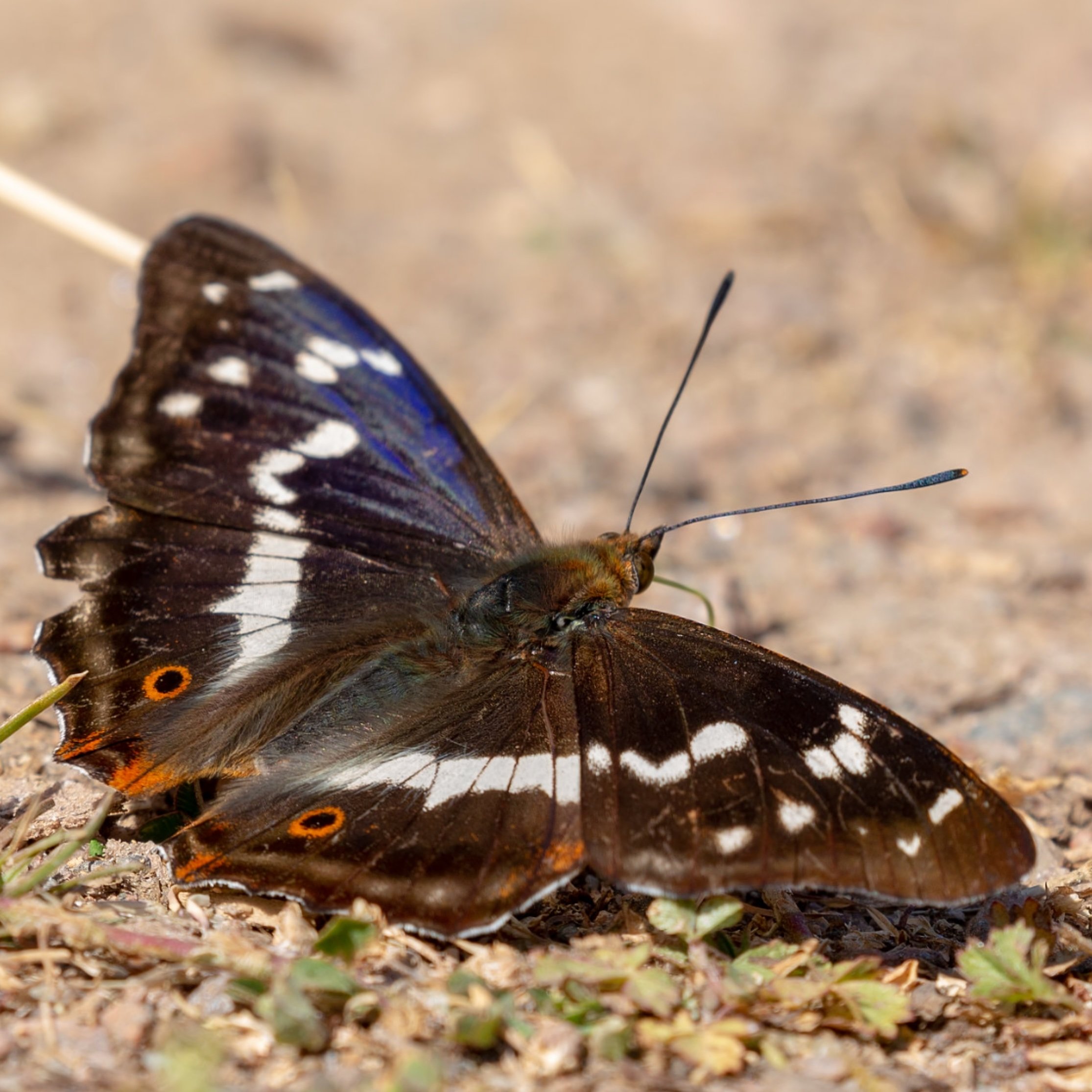 Purple Emperor butterfly resting on the ground with wings open - link to Fermyn Woods page.