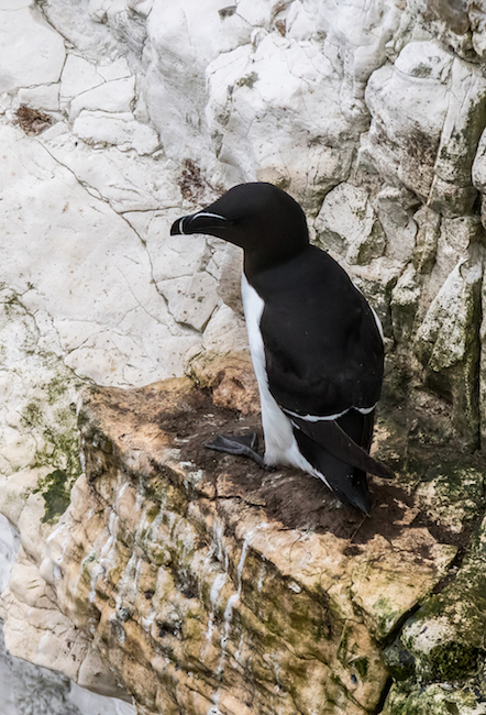 A razorbill stands alone on a narrow ledge of white chalk, its black-and-white plumage sharply defined. A razorbill stands alone on a narrow ledge of white chalk, its black-and-white plumage sharply defined.