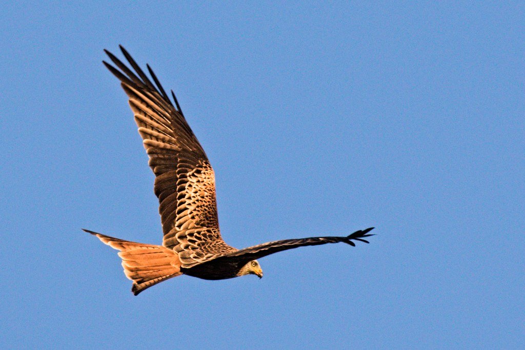 Red kite banking in low evening light with its tail fanned and angled