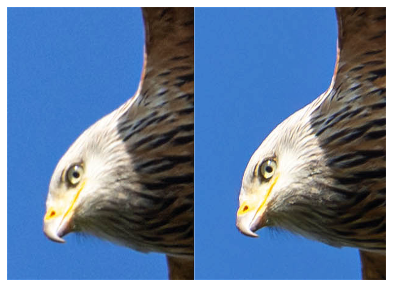 red kite photo before and after processing