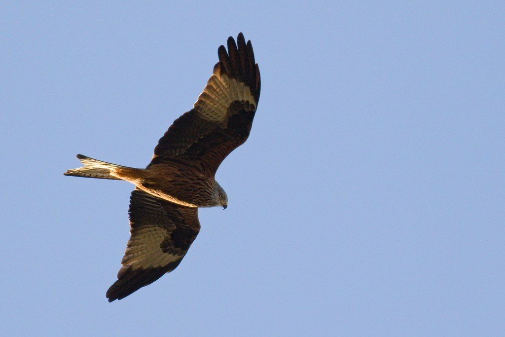 Red kite seen from below showing its deeply forked tail, white underwing patches and dark fingered wing tips