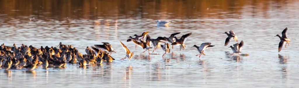 A flock of redshank dropping in to join hundreds of waders already roosting packed tightly at the water's edge, Kilnsea Wetlands at high tide
