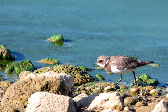 Ringed plover walking along the edge of the dam at Grafham Water