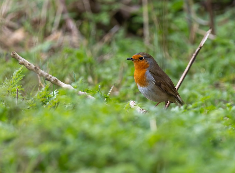 Robin standing in spring ground cover.