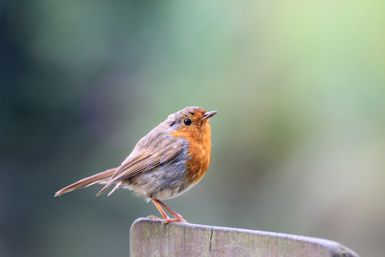 Robin perched with bright red chest