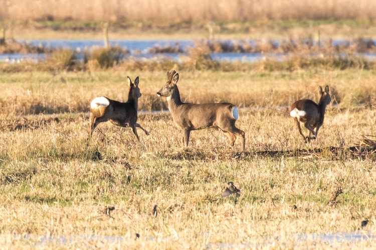 Roe Deer buck watching over two does as they run across open ground near water at RSPB Nene Washes.