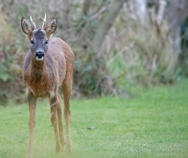 A Roe Deer buck