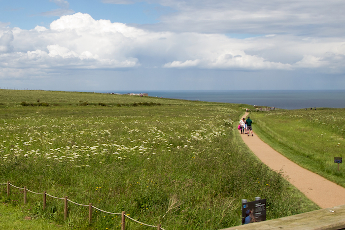 A wide gravel path winding through a field of wildflowers, leading toward the sea under a bright sky. A wide gravel path winding through a field of wildflowers, leading toward the sea under a bright sky.