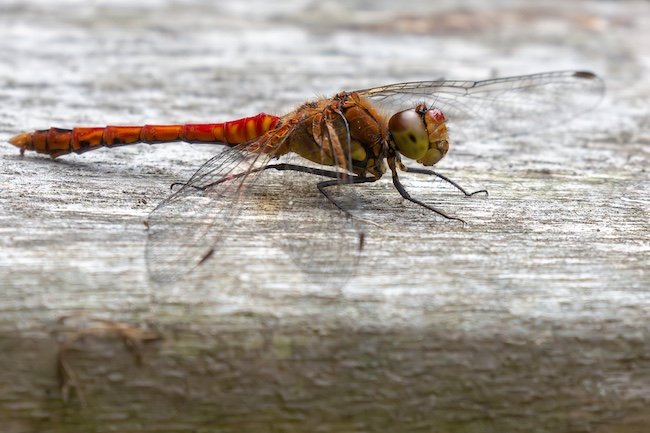 Ruddy Darter on picnic table