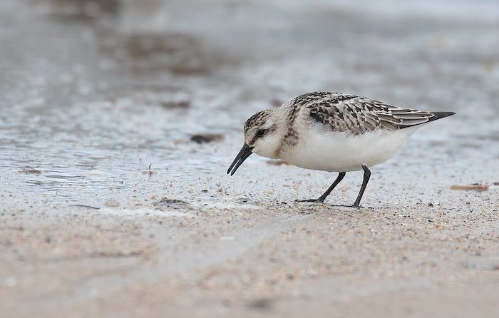 Sanderling where I used +2/3 of a stop exposure compensation