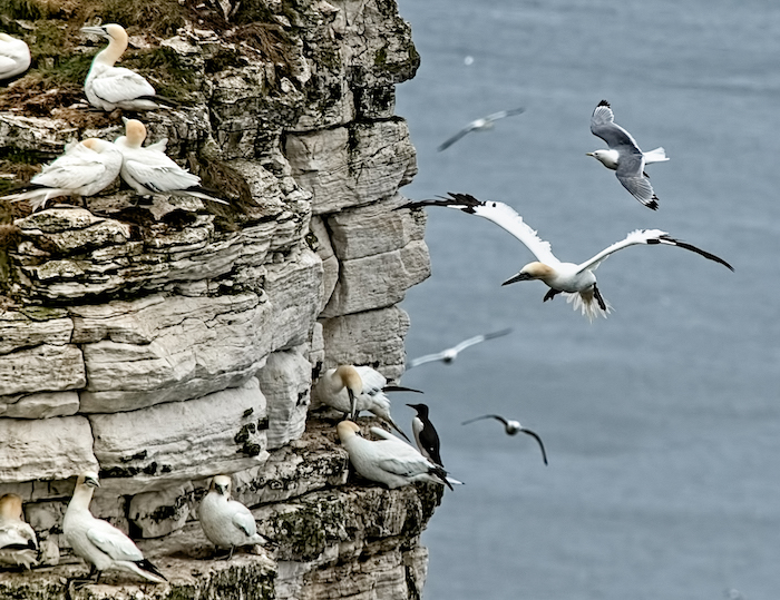 Gannets perched on a chalk cliff as others fly past, wings spread wide Gannets perched on a chalk cliff as others fly past, wings spread wide