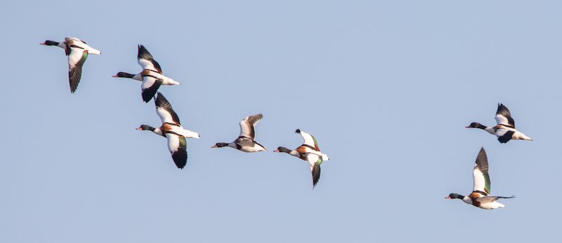 A flock of Shelduck in flight