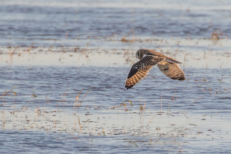 Short-eared Owl banking in flight low over the water surface at RSPB Nene Washes.