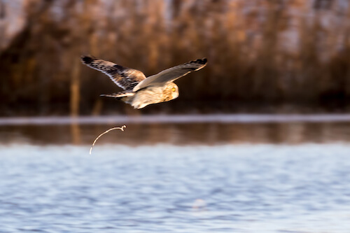 Short-eared owl "pooping" in mid air