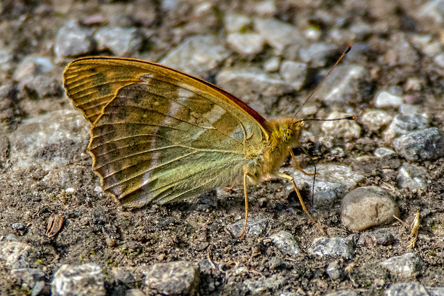 Silver Washed Fritillary butterfly side view