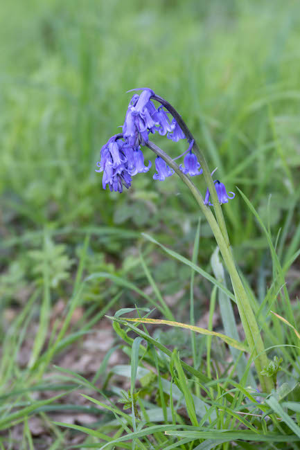 single english bluebell