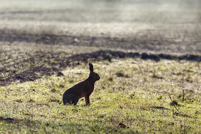 Backlit hare sitting in field