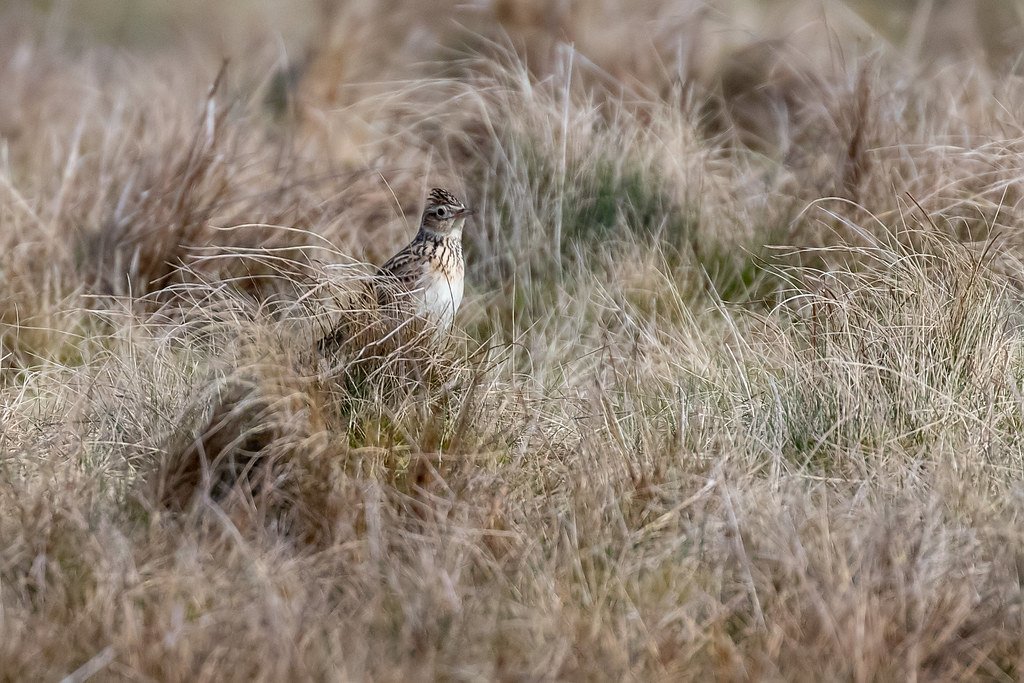 A skylark standing in long rough grass, streaked brown and almost invisible against it